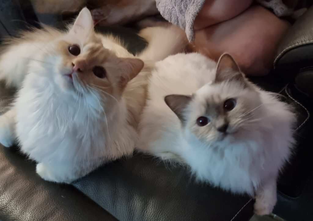 Sacré de Birmanie la papa et la maman