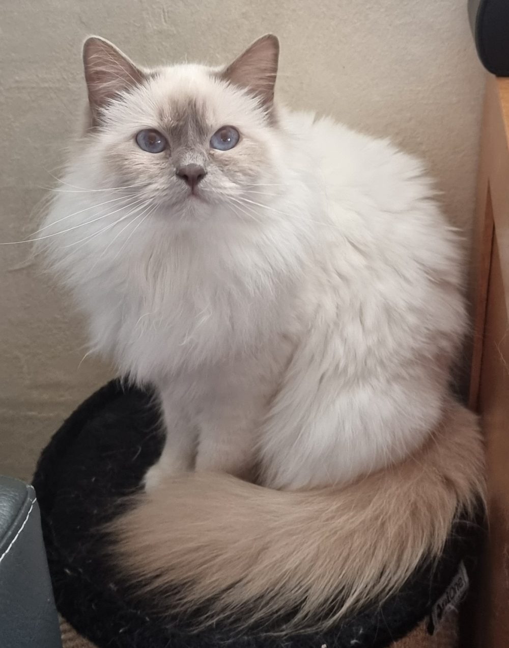 Chatterie des Saphirs d'Amour