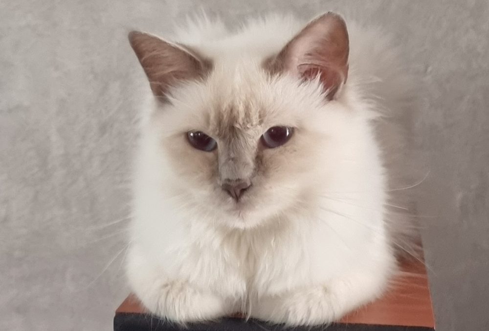 Chatterie des Saphirs d'Amour