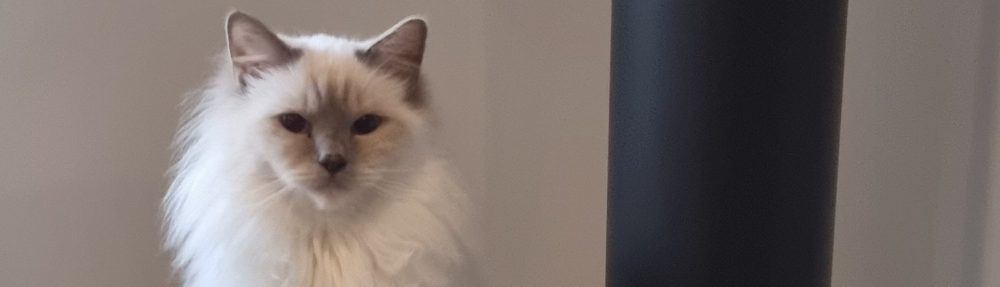 Chatterie des Saphirs d'Amour