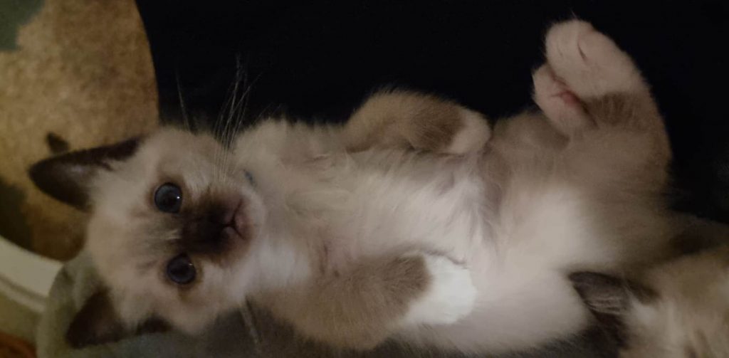 Sacré de birmanie en etat de stress
