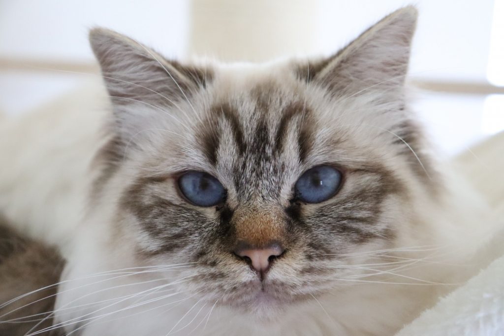 Winnie chatte Sacré de Birmanie