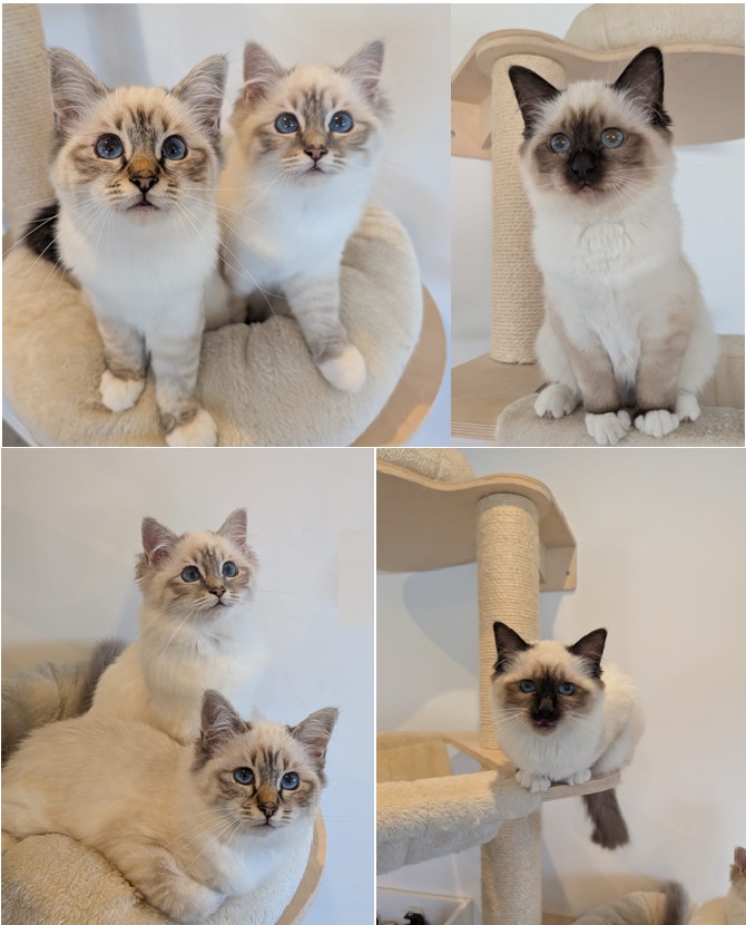 Béril, Brume et Bahia Saphirs d'Amour Sacré de Birmanie